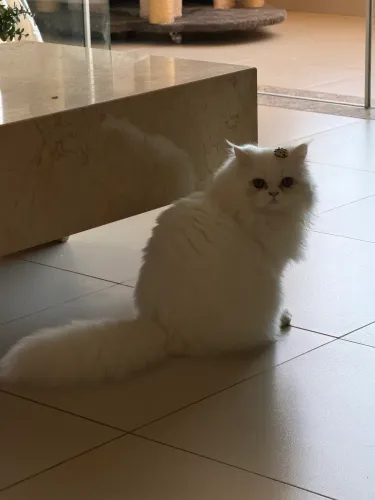GATO PERSA PROCURANDO NAMORADA