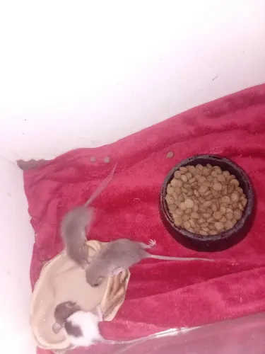 Ratos twister 