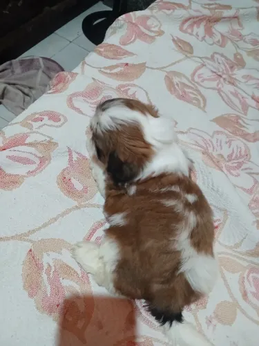 Lindo filhote de Shih Tzu puro pais com pedigree