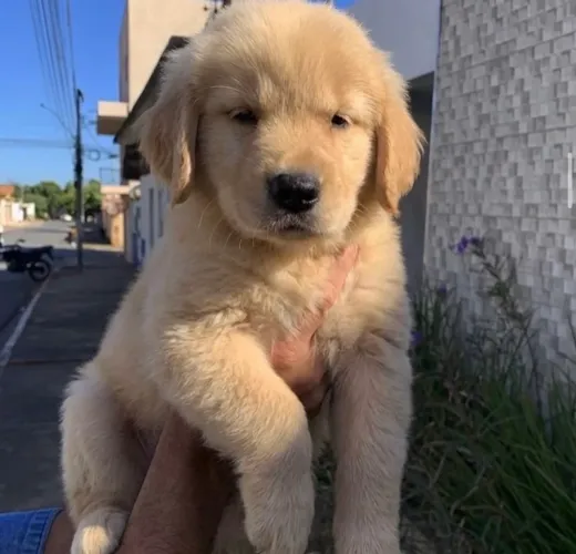 Filhotes de Golden Retriever