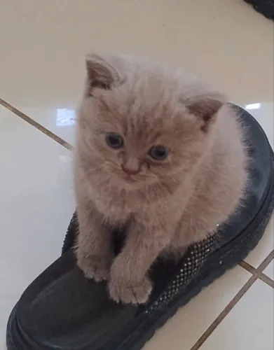 Filhote British Shorthair - Lilac 