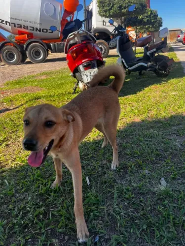 Cachorrinhos para doação macho e fêmea 