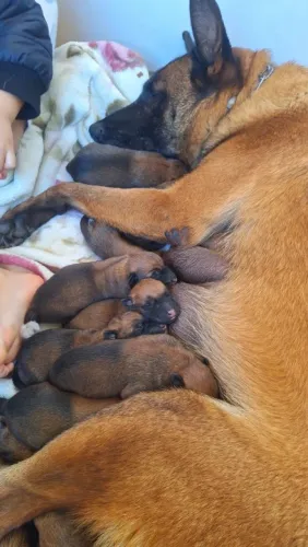 Filhote Malinois com pedigree