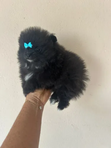 Spitz Alemão lindos filhotes prontos para nova família