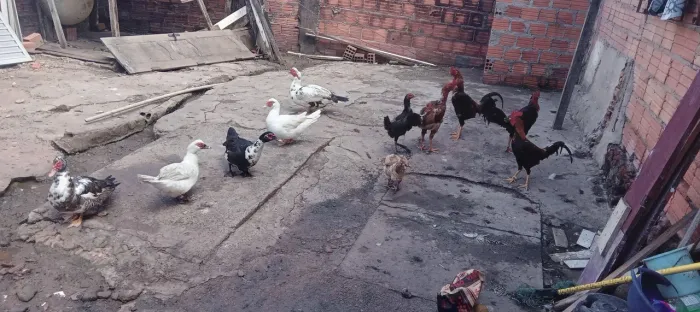 Vendas de patos e galinhas 