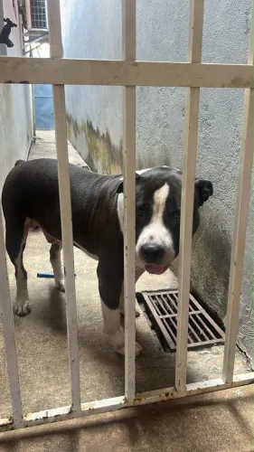 Vende-se Pitbull