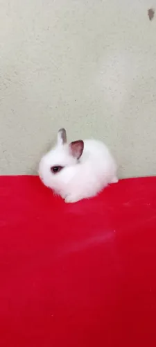 Mini Lion 