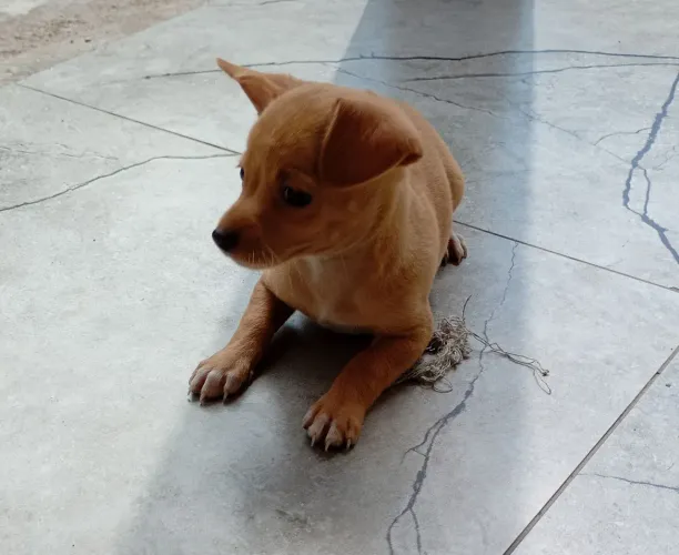 Pinscher