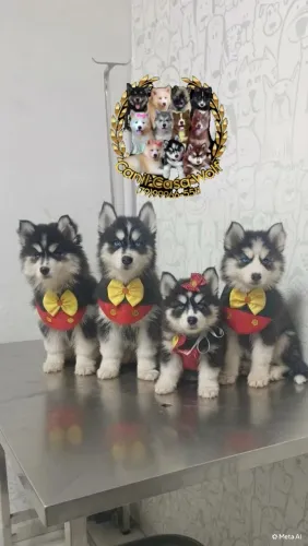Husky siberiano macho Wolly com pedigree