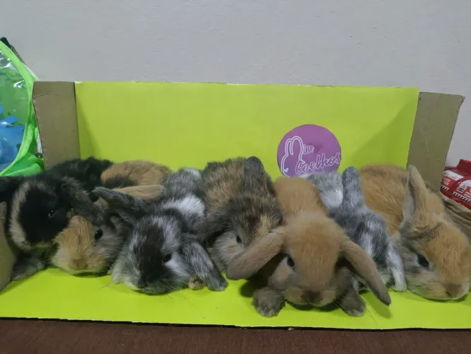 Mini coelho raça lops