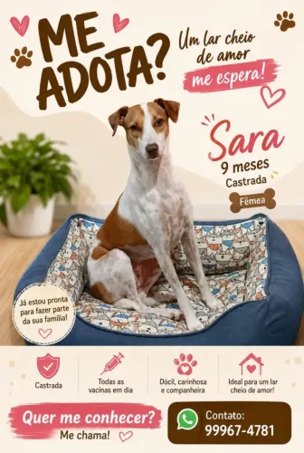 Cachorrinha filhote para adoção 