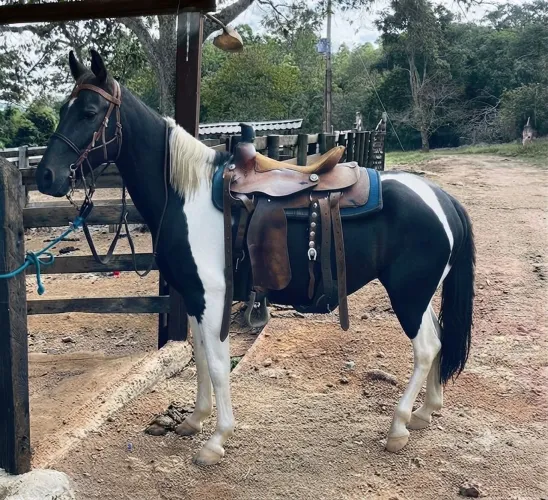 Cavalo pampa marcha picada
