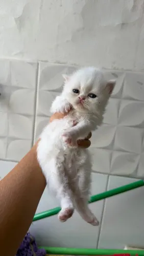 Filhote de Gato Persa