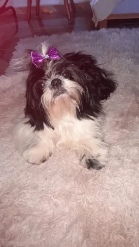 Cachorro da raça Shitzu