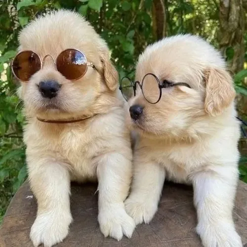Filhotes de Golden Retriever | Encantador em todos os detalhes.