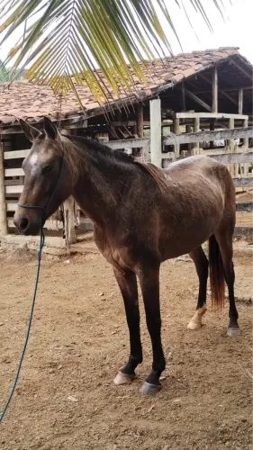 Cavalo