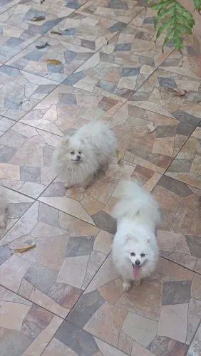 Lulu da Pomerânia