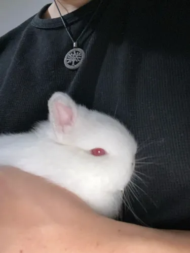 Filhote de coelho anão Nederland Dwarf