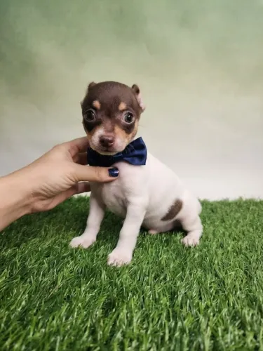 Pinscher Menino Pequeno que Cabe no Coração