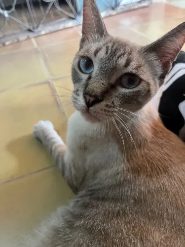 Gatinhas Para Adoçao Responsavel