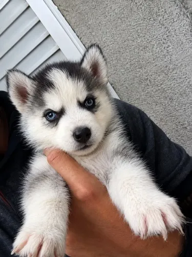 Husky Fêmea (Megue)