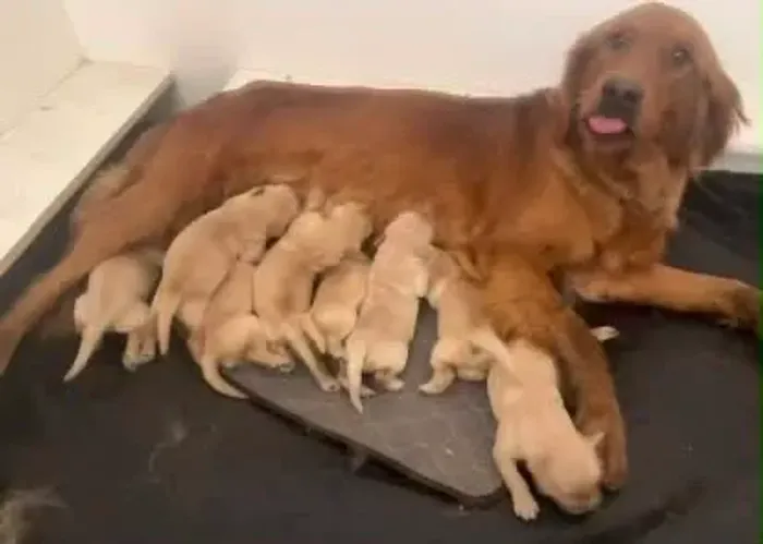 Doação de cachorro