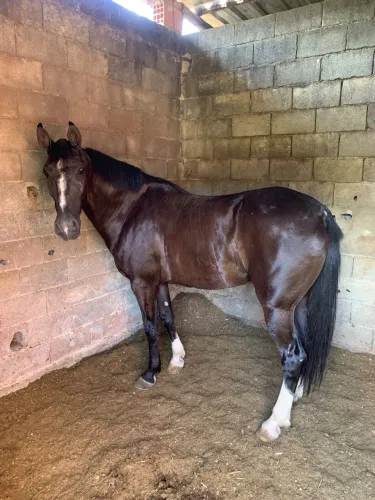 Cavalo
