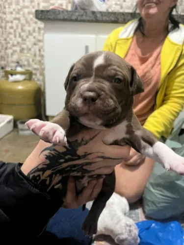 American Bully 