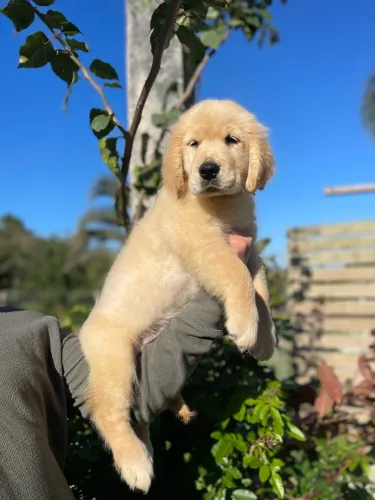 Filhotes de Golden Retriever Puro com Pedigree