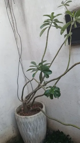 Rosas do deserto  100 reais  cada
