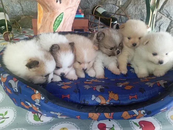 Lindos filhotes disponíveis