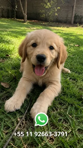 Filhote Golden Retriever