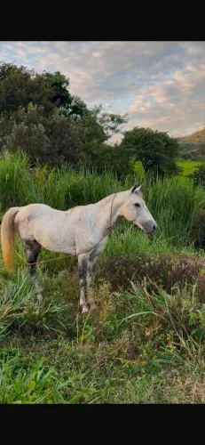 CAVALO TODILHO