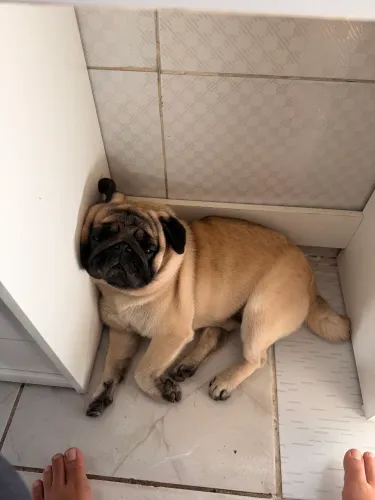 Cachorro pug a procura de uma namorada