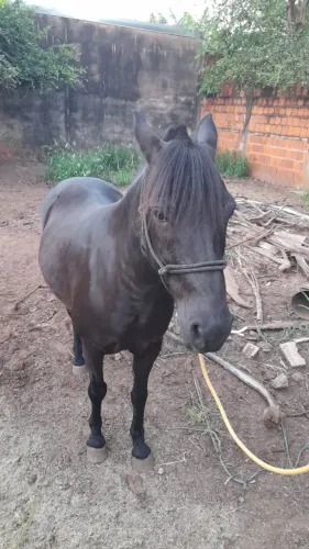 Cavalo petisco