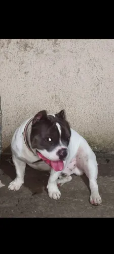 American Bully