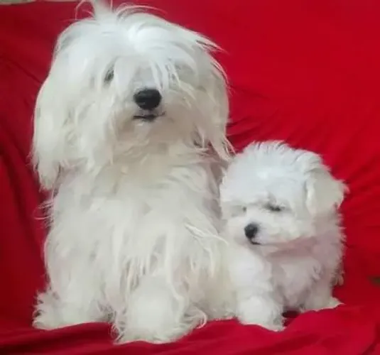 Filhote de maltês MICRO - muito pequeno mesmo