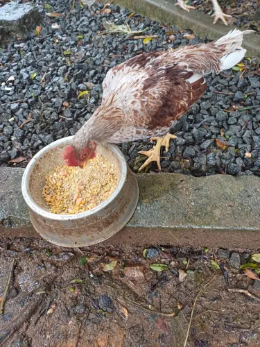 Frango Mini Indio Cornisch 