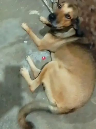 Cachorrinho precisa de um lar,tá vagando nas ruas ruas 