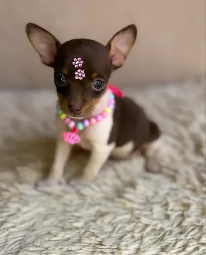 Pinscher com vacinas protocolo 78 dias