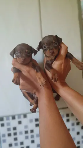 Pinscher chocolate 