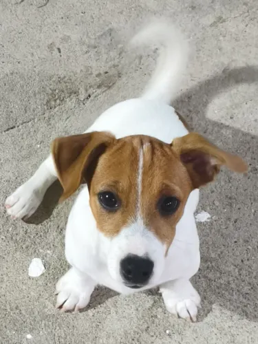 Filhote de Jack Russell Terrier