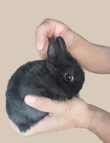 Mini Coelho 