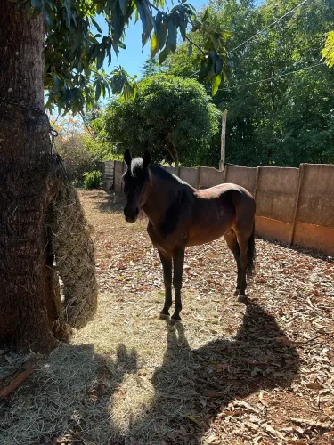 Cavalo a venda!!! 
