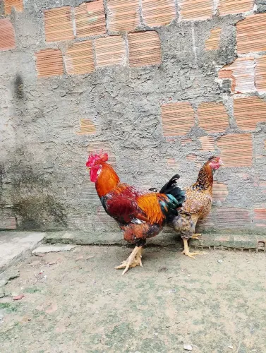 Casal lindo de balão pra vender