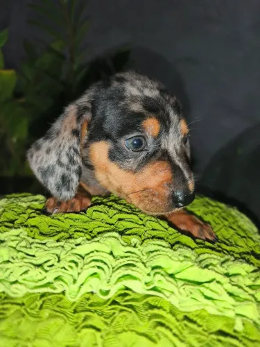 Filhotes de Dachshund salsicha