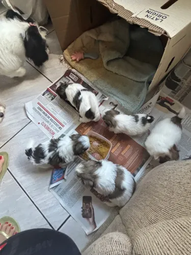 Shitzu disponíveis 