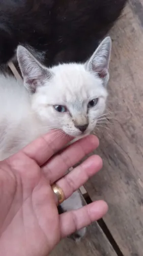 gatos filhotes