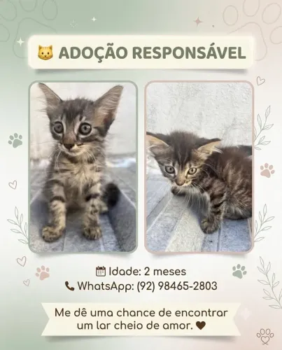 Adoção de gatinhos