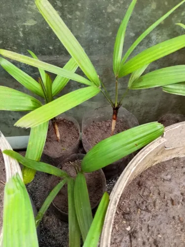 Planta palmeiras ráfia